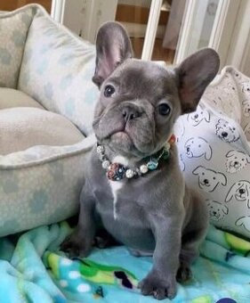 Französische Bulldoggenwelpen zu vermitteln