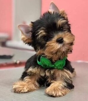 Yorkshire-Terrier-Welpen (Rüden und Hündinnen)