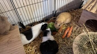 California Meerschweinchen Weiblich