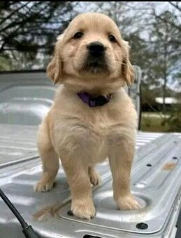 Golden-Retriever-Welpen zu verkaufen.