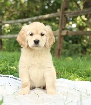 Golden-Retriever-Welpen (Rüden und Hündinnen)