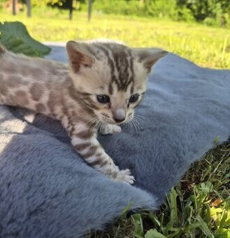 Bengal katzen