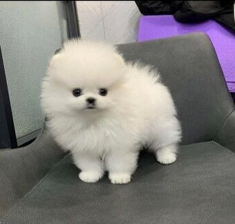 Pomeranian-Welpen zu vermitteln.