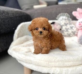 Pudelwelpen (männlich und weiblich)