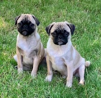 Mops Welpen