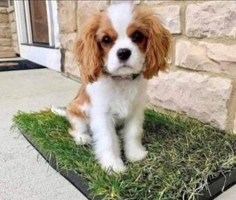 Welpen der Rasse Calvary King Charles Spaniel abzugeben.