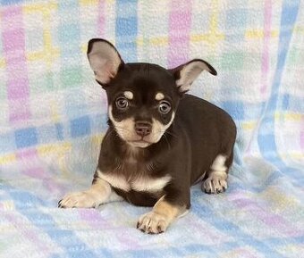 Schoko Chihuahua Rüde
