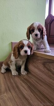 Cavalier king Charles spaniel