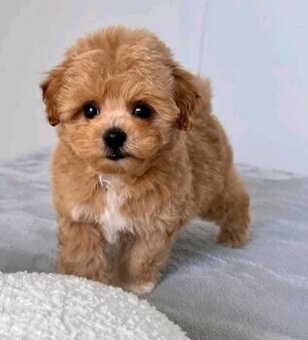 Maltipoo-Welpen suchen ein Zuhause.