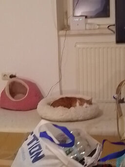 kater sucht dringend ein neues zuhause