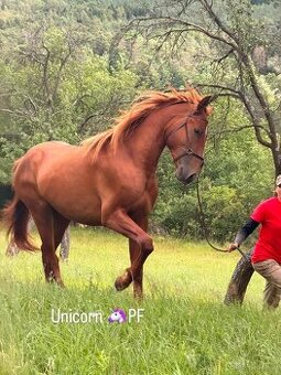 Lusitano Hengst PSL
