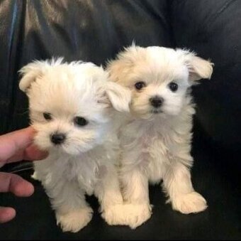 Malteserwelpen zu vermitteln.
