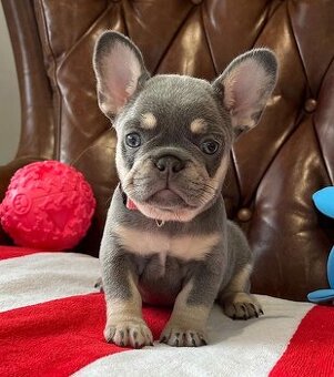 Süße französische Bulldoggenwelpen (Rüden und Hündinnen)