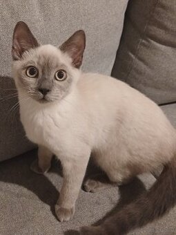 BKH Kater