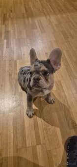 Französische Bulldogge