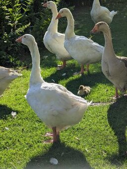 1-4 Ganter kostenlos abzugeben