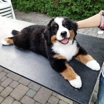 Berner Sennenhundwelpen zu verkaufen