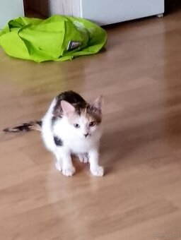 Evropeische Tricolor Katze Mia