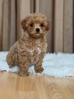 Maltipoo-Welpen zu verkaufen