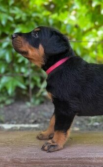 Beauceron Welpe mit Stammbaum