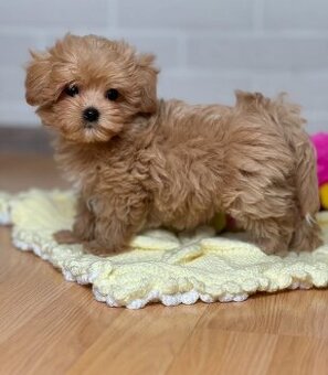 Zwei Maltipoo-Welpen zu verkaufen