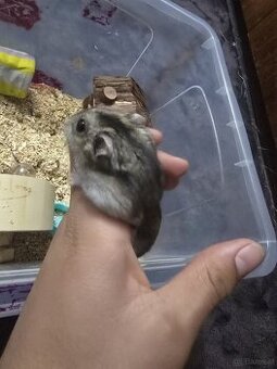 Hamster