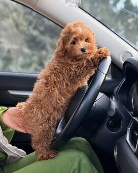 Gesunde Maltipoo-Welpen zu verkaufen