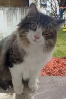 Liebevolle Katze sucht neues Zuhause