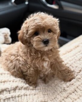 Süße Maltipoo-Welpen zu verkaufen