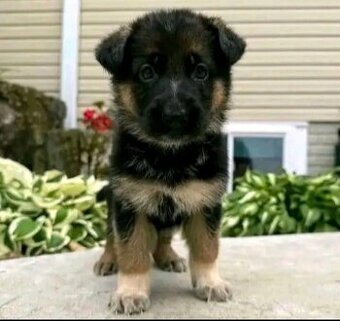 Deutsche Schäferhundwelpen suchen ein Zuhause.