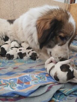 Tornjak Welpen mit FCI-Stammbaum – verlässlicher Wachhund un