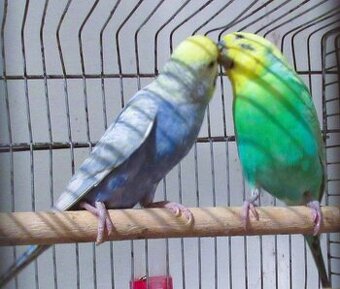 Rainbow Zuchtpaar mit dem Voliere