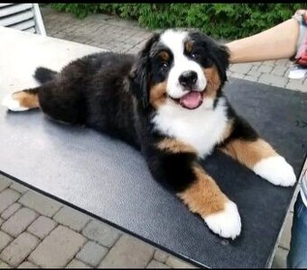 Berner Sennenhund Welpen suchen ein Zuhause.