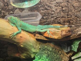 Grüner Leguan Farbe Türkis