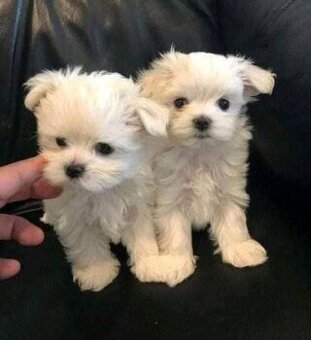 Malteserwelpen zu vermitteln.