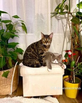 BK Kater und Bengalkater