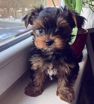 Yorkshire-Terrier-Welpen suchen ein Zuhause