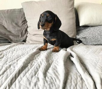 Dackelwelpen zu verkaufen