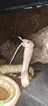 Terrarium inkl. viel Technik