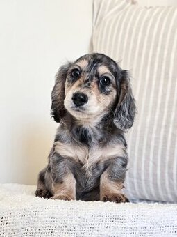 Wunderschöne Dackelwelpen zu verkaufen