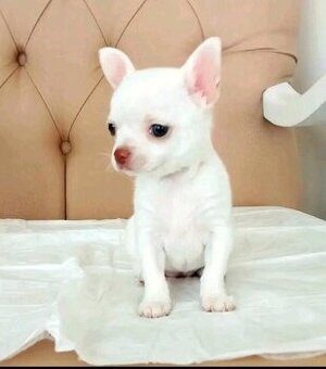 Chihuahua-Welpen suchen ein Zuhause.