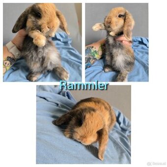 Mini Lop Kaninchen