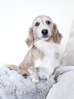 Zwei Dackelwelpen zu verkaufen