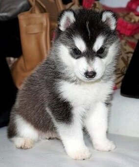 Sibirische Husky-Welpen suchen ein Zuhause.