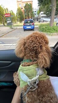 🐶 Maltipoo Welpe sucht liebevolles Zuhause - 1