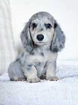 Freundliche Dackelwelpen zu verkaufen