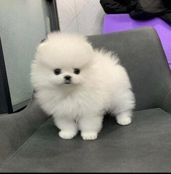 Pomeranian-Welpen zu verkaufen.