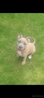 Traumhündin sucht Traumplatz