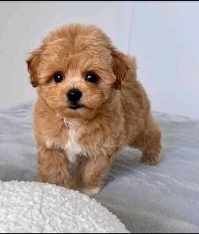 Maltipoo-Welpen suchen ein Zuhause