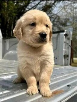 Golden-Retriever-Welpen zu verkaufen